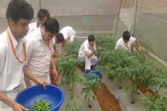 greenhouse-e1592555967909